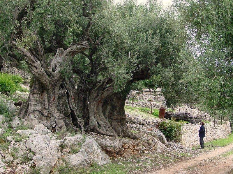 السنة الإيمانية للعودة إلى الجذور والتجدد السنة الإيمانية للعودة إلى الجذور والتجدد