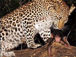 Has the animal become kinder than humans? Has the animal become kinder than humans?