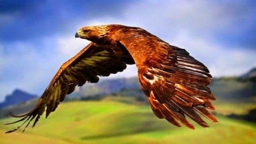 The Eagle Renew his Youth and Extend his Life (Real Story)