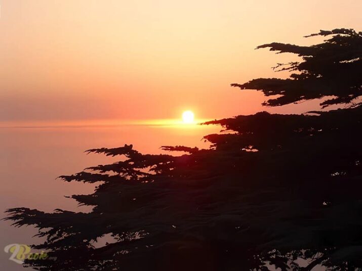 Land of the Cedars: Rising from the Ashes to a Bright Future Land of the Cedars: Rising from the Ashes to a Bright Future